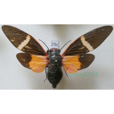 Tosena paviei (Noualhier, 1896) Thailand29c